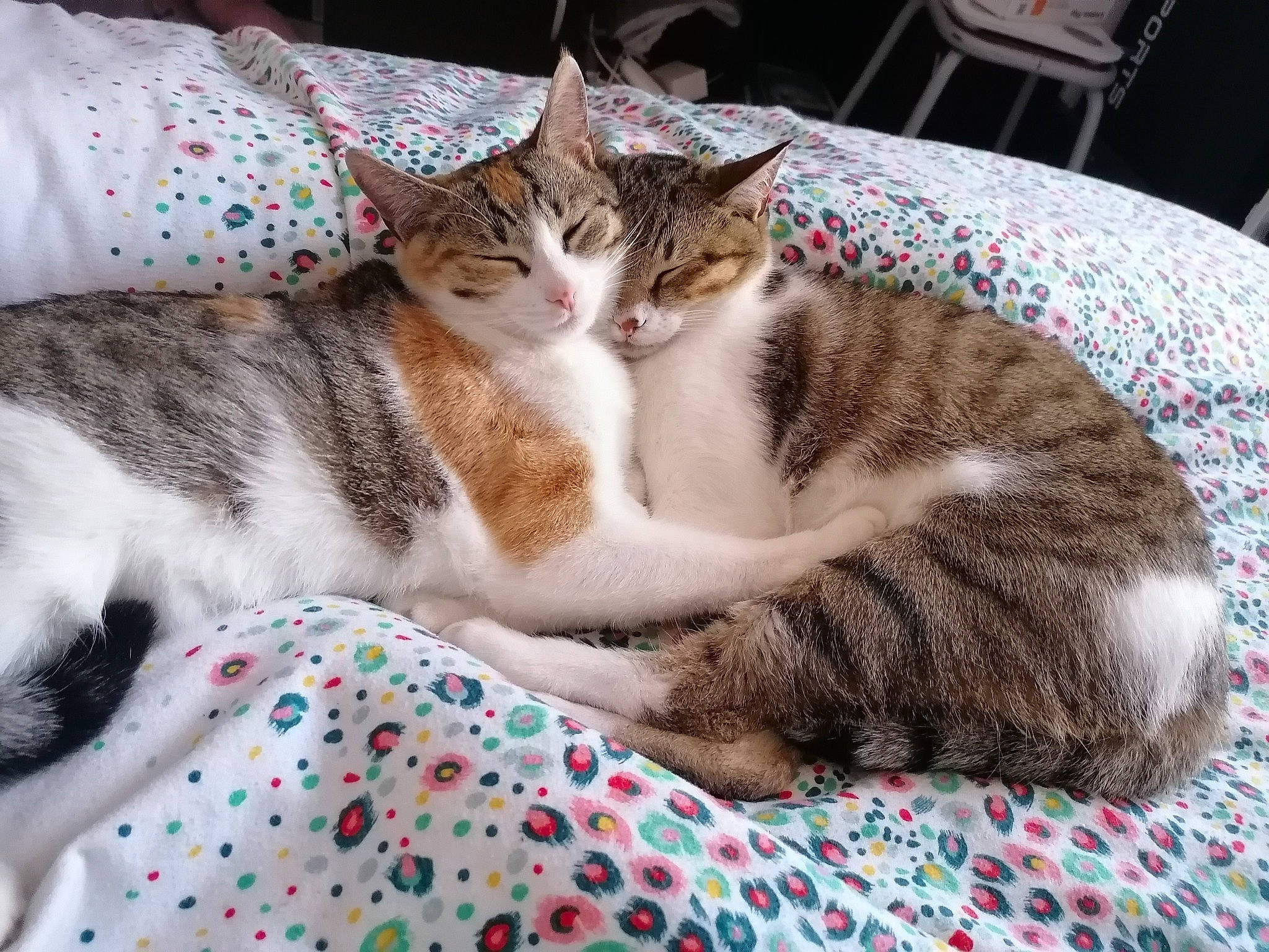 Crapaud Et Chouchou participe au concours pour gagner de l'argent avec cette photo : carnivore, cat, cat_supply, claw, comfort, domestic_short_haired_cat, felidae, fur, pattern, paw, small_to_medium_sized_cats, tail, whiskers