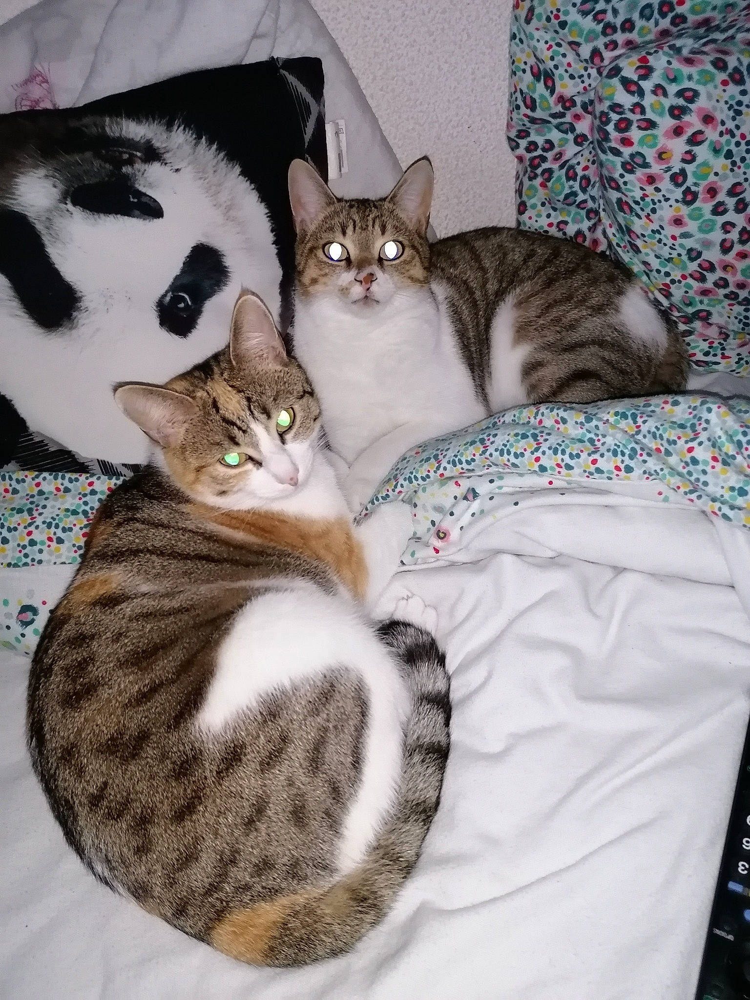 Crapaud Et Chouchou participe au concours pour gagner de l'argent avec cette photo : box, carnivore, cat, cat_bed, cat_supply, comfort, couch, domestic_short_haired_cat, felidae, fur, grey, linens, pattern, paw, pet_supply, room, small_to_medium_sized_cats, tail, tree, whiskers