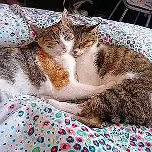 Crapaud Et Chouchou participe au concours pour gagner de l'argent avec cette photo : carnivore, cat, cat_supply, claw, comfort, domestic_short_haired_cat, felidae, fur, linens, love, mammal, nap, pattern, paw, sleep, small_to_medium_sized_cats, square, textile, vertebrate, whiskers