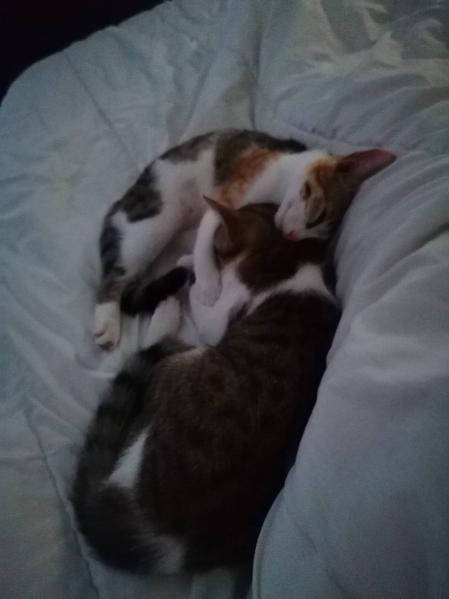 Crapaud Et Chouchou a rejoint le concours — aidez-le/la à gagner de superbes lots ! canidae, carnivore, cat, cloud, comfort, companion_dog, dog_breed, domestic_short_haired_cat, felidae, fur, hardwood, linens, nap, paw, small_to_medium_sized_cats, snout, sporting_group, tail, whiskers, wood