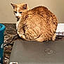 Kitty joined the competition — help win amazing prizes! cat, orange_cat, feline, pet, curled_up, table, laptop, closed_laptop, marble_table, cup, blue_cup, indoor, side_eye, fur, whiskers, domestic_animal, resting, looking_back, notebook, cord