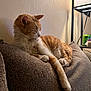 Kitty joined the competition — help win amazing prizes! cat, orange_cat, white_cat, resting, couch, indoor, lamp, cozy, relaxed, feline, paw, fur, home, wall, furniture, domestic_animal, sleepy, pet, texture, soft_light