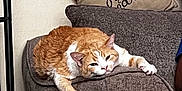 Kitty is registered to the contest to win money with this photo: cat, orange_cat, white_cat, couch, pillow, indoor, relaxed, feline, pet, cozy, furniture, resting, cute, domestic_animal, living_room, lazy, armrest, text_on_pillow, brown, soft_texture