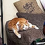 cat, orange_cat, white_cat, couch, pillow, indoor, relaxed, feline, pet, cozy, furniture, resting, cute, domestic_animal, living_room, lazy, armrest, text_on_pillow, brown, soft_texture