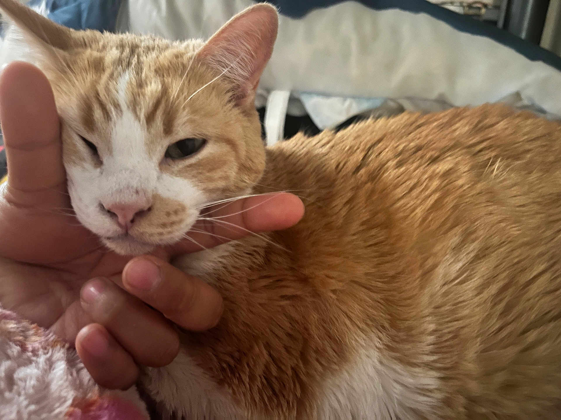 Kitty
