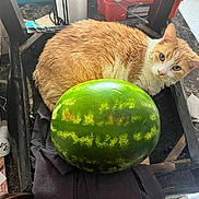 Kitty joined the competition — help win amazing prizes! cat, orange_cat, watermelon, chair, indoor, curious, fruit, feline, pet, animal, table, black_cloth, marble_floor, cardboard_box, household, domestic, looking, resting, fur, green