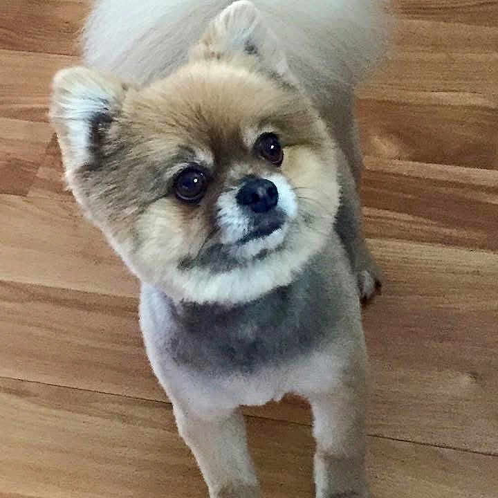 Missy is registered to the contest to win money with this photo: adorable, animal, companion, curious, cute, dog, domestic, ears, fluffy, friendly, fur, groomed, indoor, looking_up, paws, pet, small_dog, standing, tail, wooden_floor