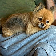 Missy joined the competition — help win amazing prizes! dog, pomeranian, pet, animal, fur, cute, lap, person, clothing, sweatpants, shirt, resting, cozy, indoor, brown, grey, small_dog, ears, eyes, face