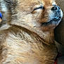 Missy is registered to the contest to win money with this photo: dog, sleeping, fluffy, closeup, cozy, pet, fur, cute, relaxed, resting, animal, canine, snout, nose, whiskers, indoors, comfort, portrait, domestic_animal, red_leash