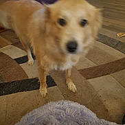 Lulu is registered to the contest to win money with this photo: animal, black_nose, blanket, brown_fur, close_up, cream_fur, dog, floor, floppy_ears, friendly, furry, golden_dog, home, indoors, living_room, motion_blur, pet, playful, rug, standing