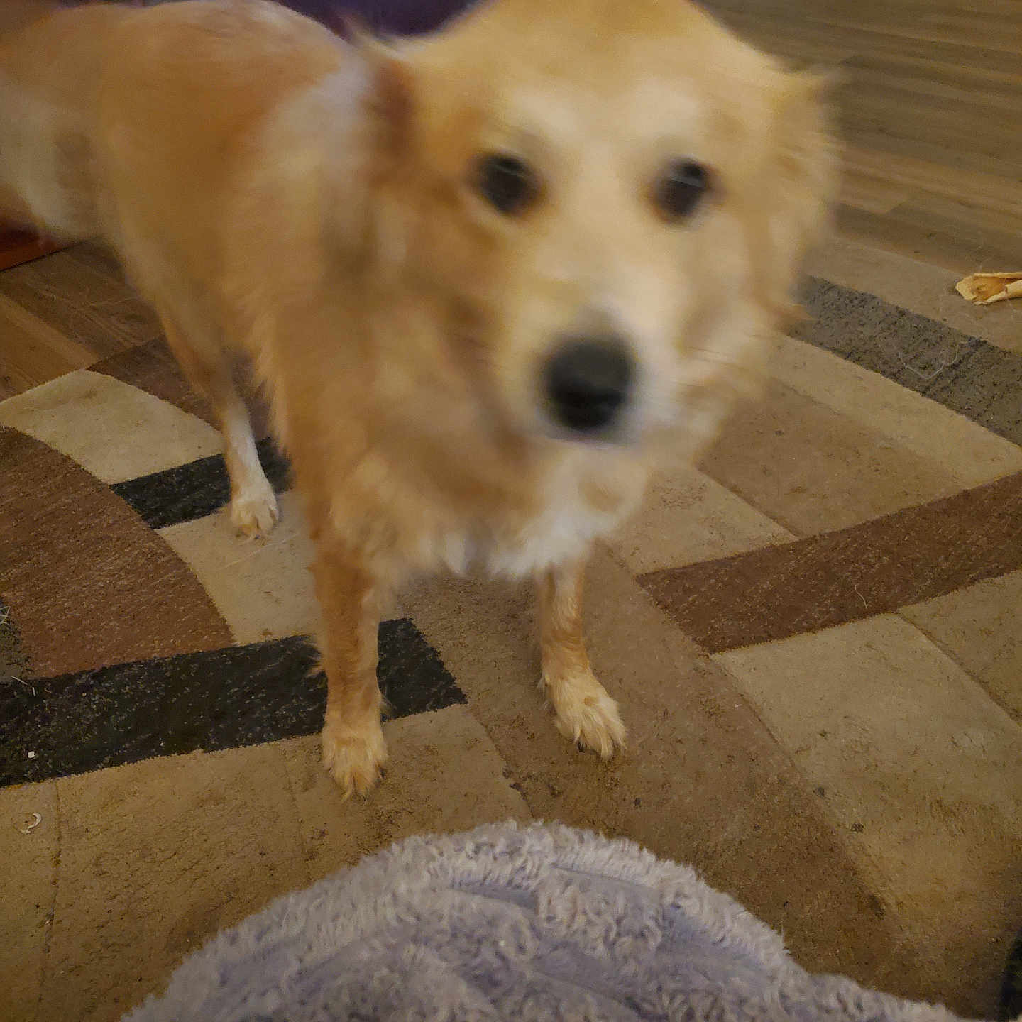 Lulu