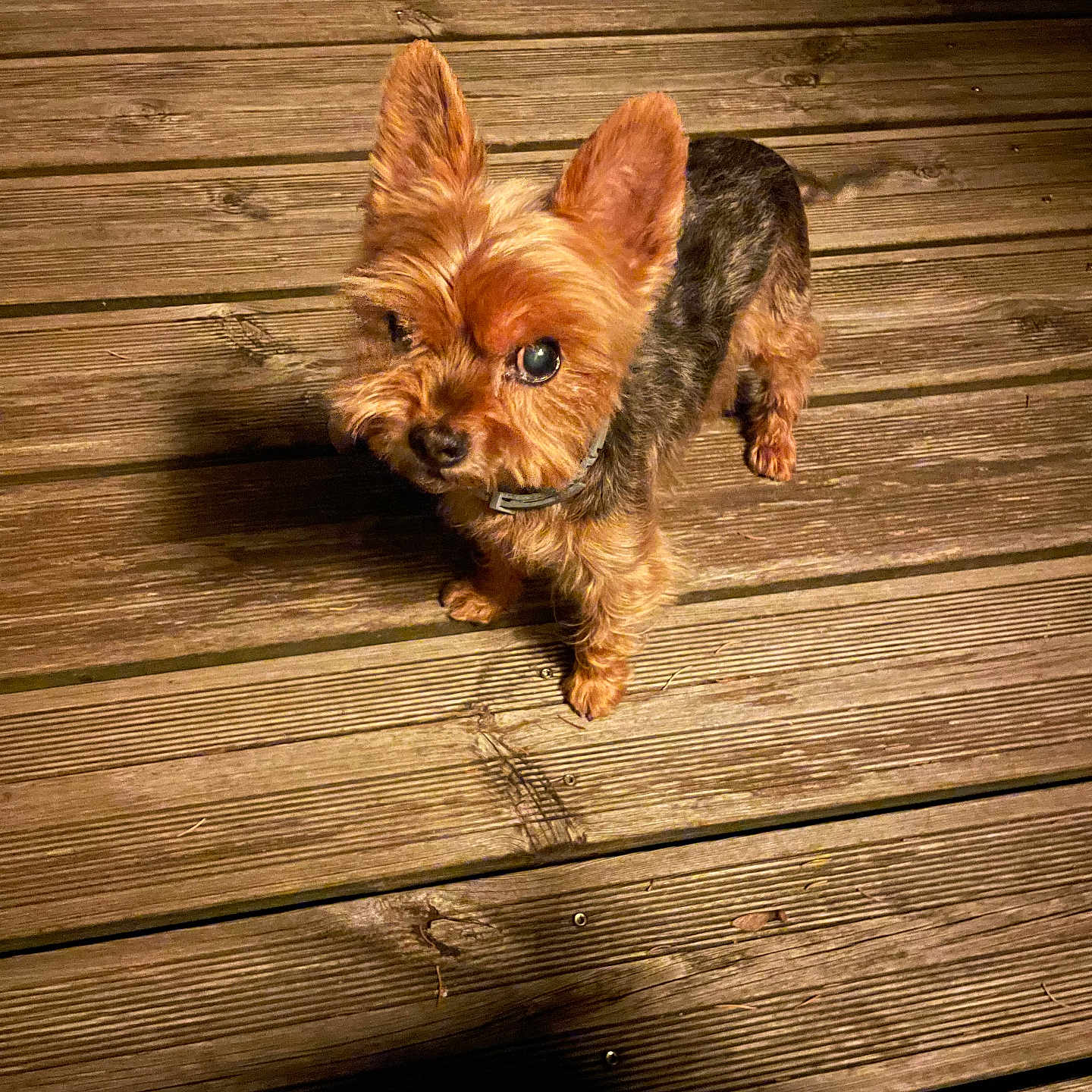 Fendy participe au concours pour gagner de l'argent avec cette photo : animal, black, brown, canine, collar, curious, dog, ears, flooring, fur, light, looking_up, night, outdoor, pet, shadow, small_dog, texture, wooden_deck, yorkshire_terrier