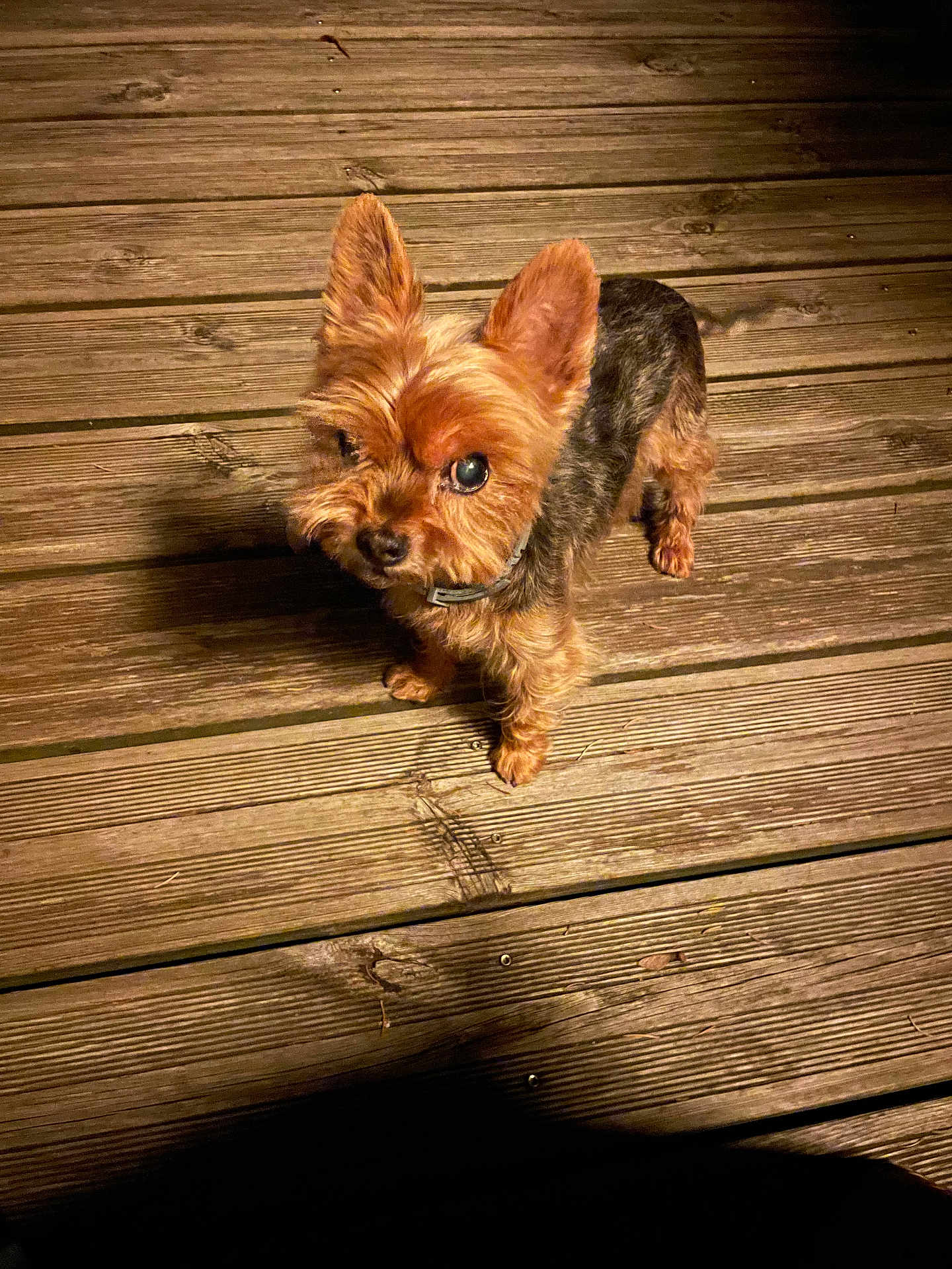 Fendy participe au concours pour gagner de l'argent avec cette photo : dog, small_dog, yorkshire_terrier, pet, wooden_deck, night, outdoor, curious, ears, fur, animal, canine, looking_up, brown, black, collar, shadow, light, texture, flooring