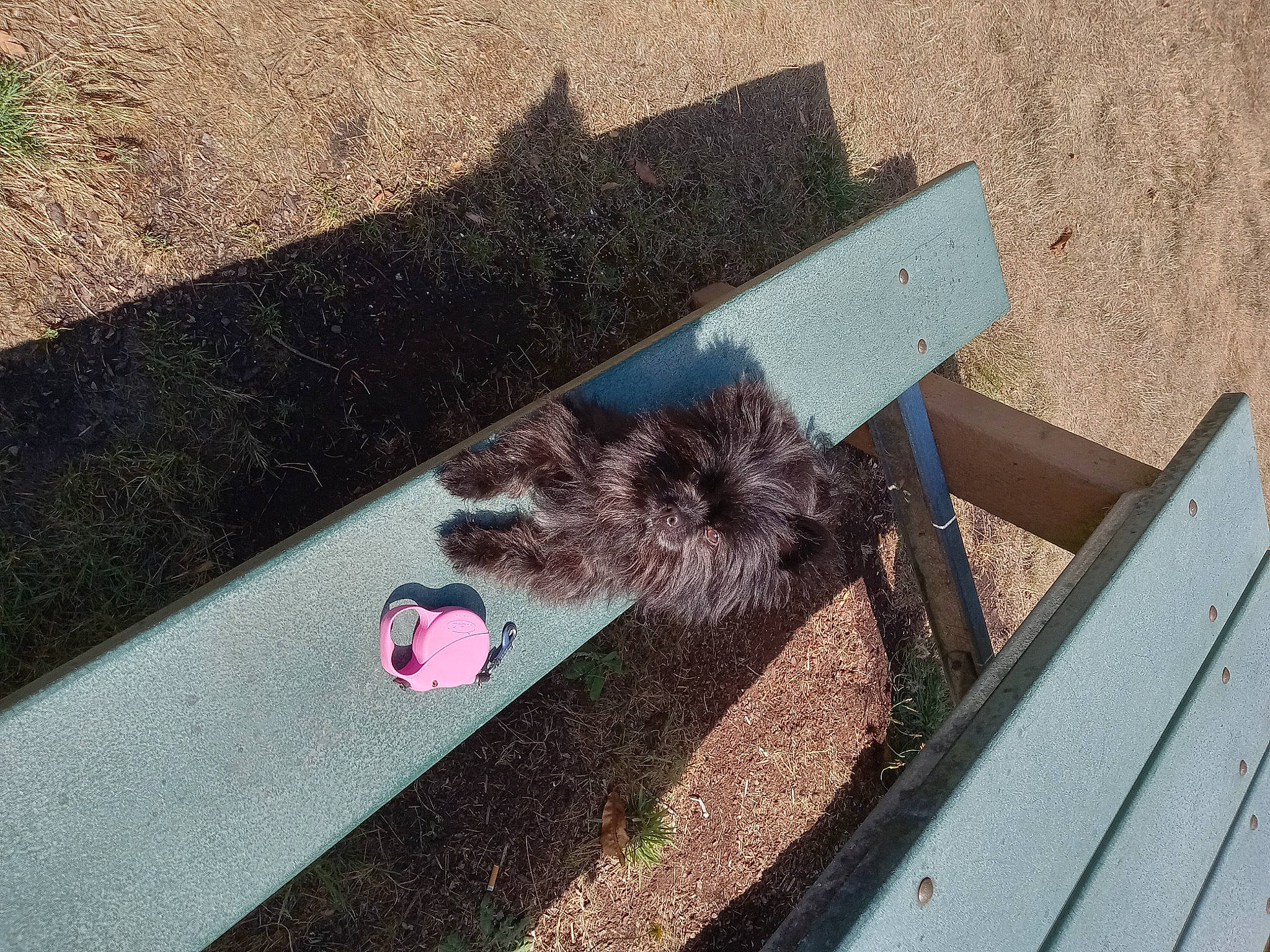 Stella Mae is registered to the contest to win money with this photo: asphalt, concrete, fashion_accessory, feather, fur, glove, grass, grey, magenta, plant, rectangle, road_surface, roof, shadow, sidewalk, soil, tail, tar, tints_and_shades, wood