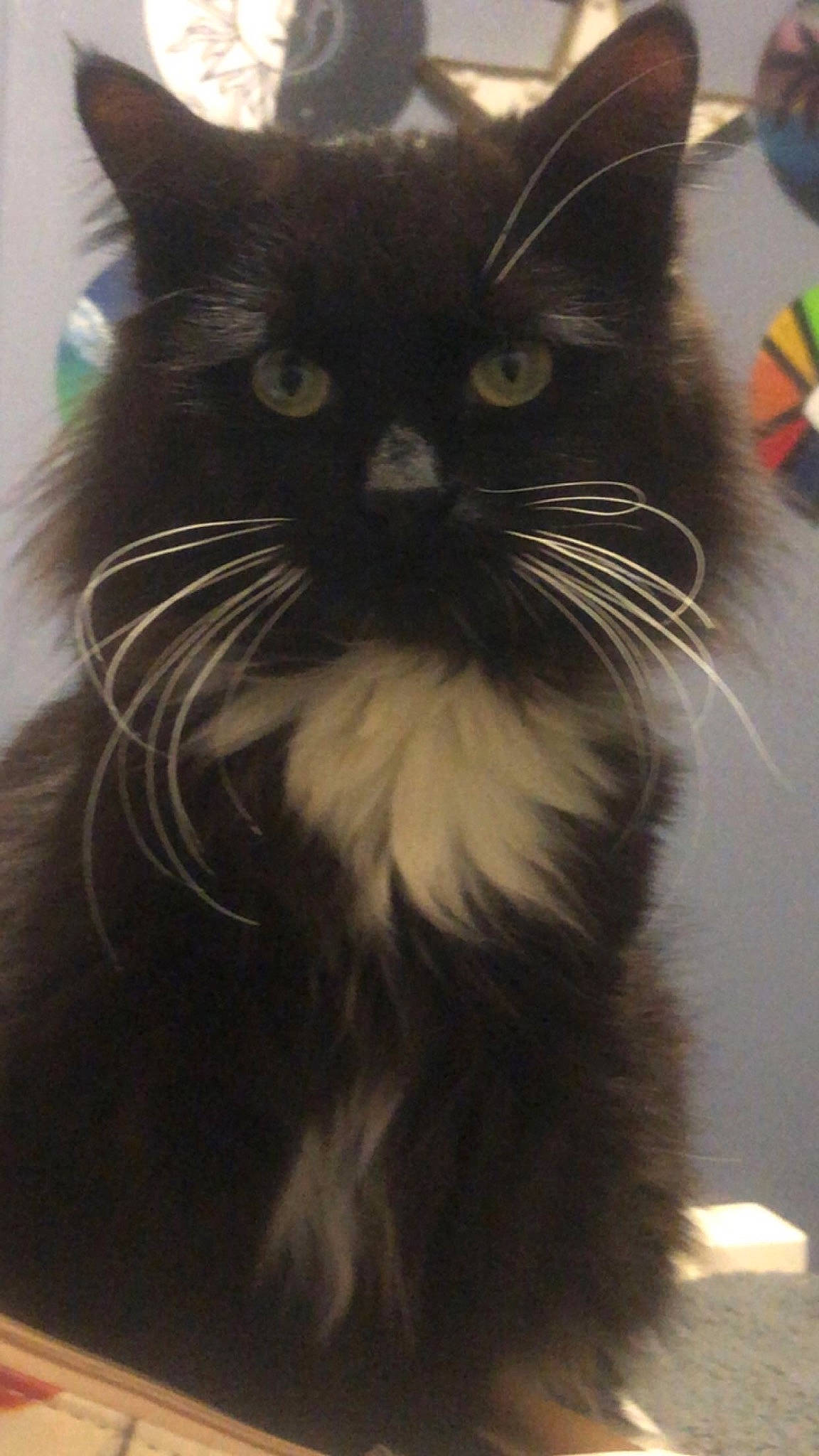 Loki joined the competition — help win amazing prizes! black_cat, carnivore, cat, claw, eye, felidae, fur, plant, small_to_medium_sized_cats, snout, tail, terrestrial_animal, whiskers