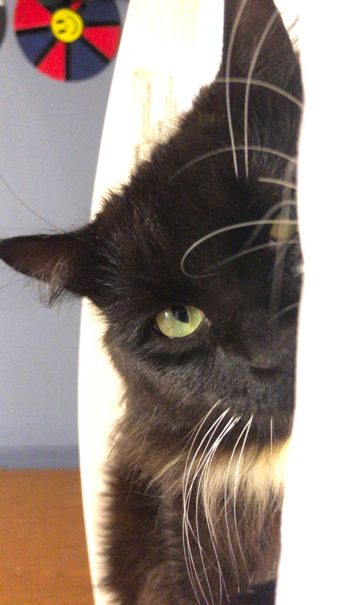 Loki is registered to the contest to win money with this photo: black_cat, bombay, carnivore, cat, domestic_short_haired_cat, ear, felidae, fur, gesture, small_to_medium_sized_cats, snout, tail, terrestrial_animal, whiskers, working_animal