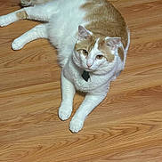 Chester is registered to the contest to win money with this photo: cat, orange_and_white_cat, domestic_cat, feline, pet, indoor, hardwood_floor, lounging, collar, tag, paws, whiskers, yellow_eyes, relaxed, close_up, portrait, floor, plump, white_fur, ginger_patches