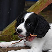 Debra Chapelhow is registered to the contest to win money with this photo: puppy, dog, black_and_white, chewing, stick, collar, polka_dot, outdoor, mossy, stone, wood, playful, young_dog, pet, animal, cute, lying_down, closeup, fur, ears