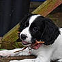 puppy, dog, black_and_white, chewing, stick, collar, polka_dot, outdoor, mossy, stone, wood, playful, young_dog, pet, animal, cute, lying_down, closeup, fur, ears