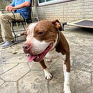 Midget joined the competition — help win amazing prizes! beige_pants, blue_shirt, brick_wall, brown_and_white, cap, casual, concrete_floor, daylight, dog, happy, leash, man, metal_chair, outdoor, patio, pet, sitting, smiling, tongue_out, window