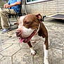 beige_pants, blue_shirt, brick_wall, brown_and_white, cap, casual, concrete_floor, daylight, dog, happy, leash, man, metal_chair, outdoor, patio, pet, sitting, smiling, tongue_out, window