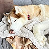 Brady is registered to the contest to win money with this photo: animal, blanket, brown, canine, collar, comfort, couch, cozy, cute, dog, domestic_animal, fur, husky, indoor, pet, relaxed, resting, sleeping, soft, white