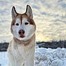 Brady joined the competition — help win amazing prizes! animal, brown, canine, clouds, cold, cute, dog, frozen, fur, husky, landscape, mammal, nature, outdoor, pet, portrait, sky, snow, white, winter