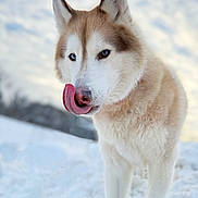 Brady is registered to the contest to win money with this photo: animal, blue_eyes, canine, cold, cute, daylight, dog, fluffy, fur, husky, licking, mammal, nature, outdoor, pet, portrait, sky, snow, tongue, winter