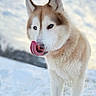 animal, blue_eyes, canine, cold, cute, daylight, dog, fluffy, fur, husky, licking, mammal, nature, outdoor, pet, portrait, sky, snow, tongue, winter