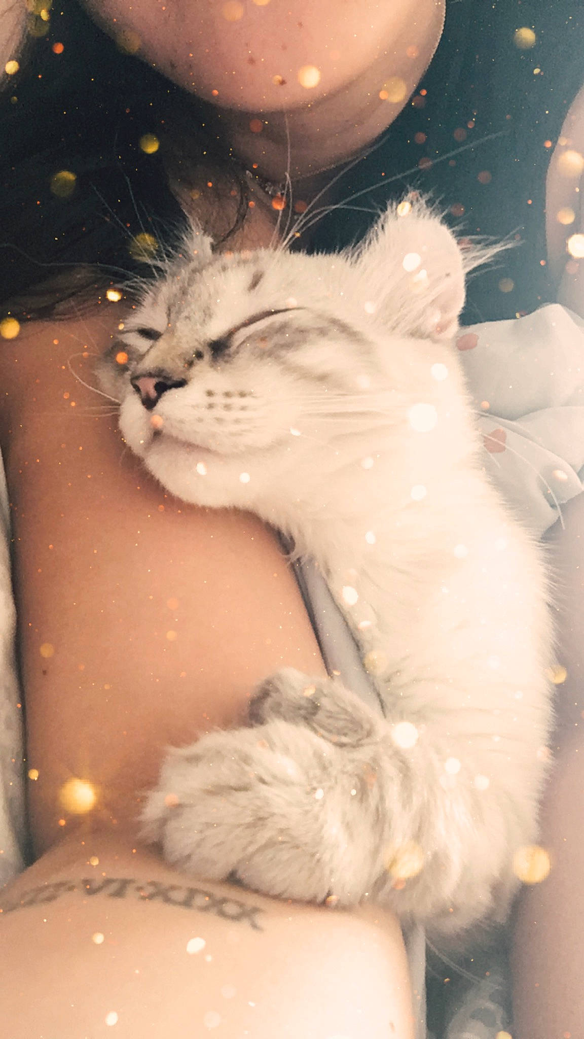 Peach participe au concours pour gagner de l'argent avec cette photo : american_curl, carnivore, cat, domestic_long_haired_cat, fawn, felidae, fur, kitten, norwegian_forest_cat, paw, persian, ragdoll, small_to_medium_sized_cats, tail, turkish_angora, turkish_van, whiskers, white