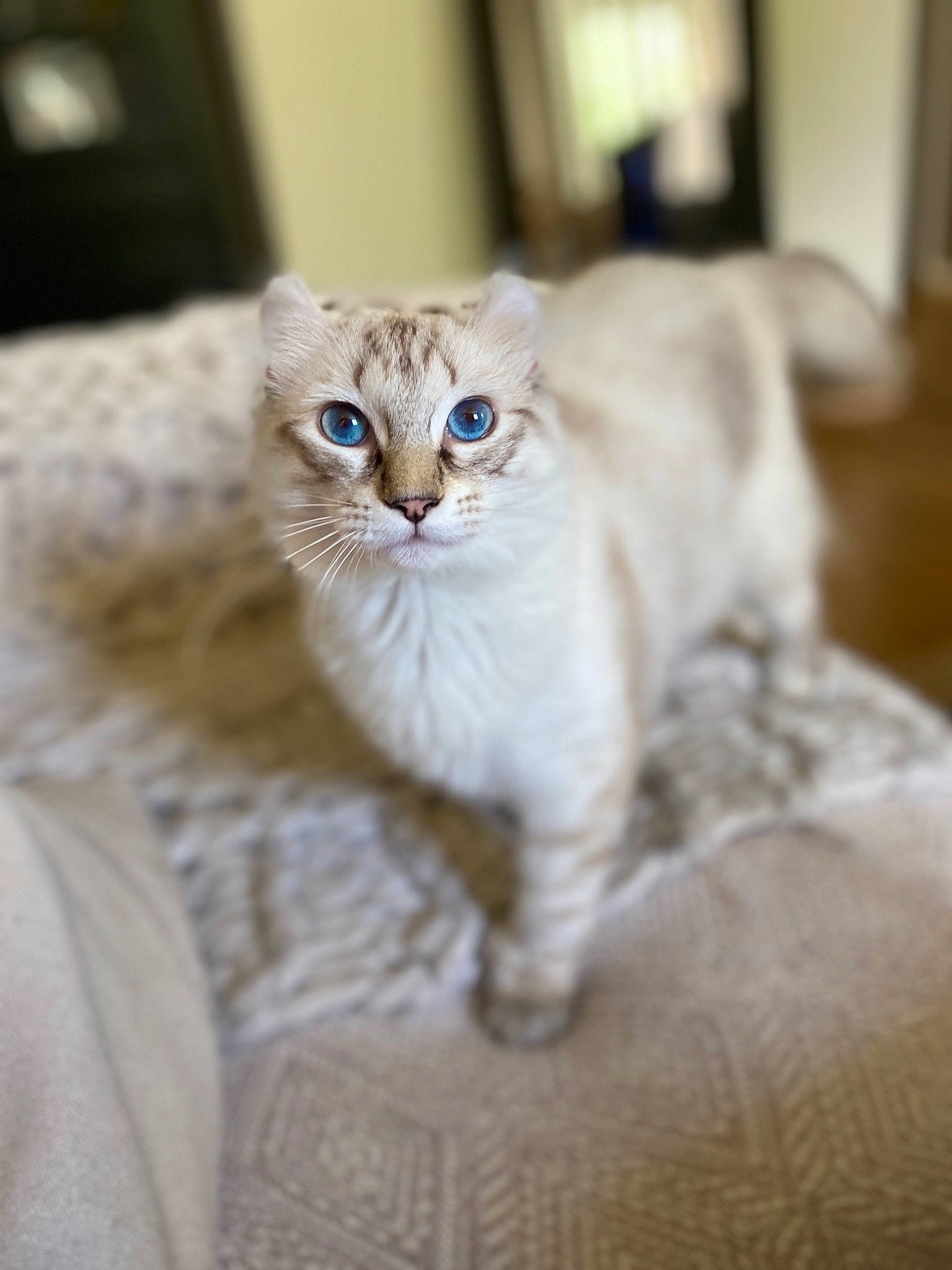 Peach a rejoint le concours — aidez-le/la à gagner de superbes lots ! american_curl, asian, asian_semi_longhair, australian_mist, burmilla, carnivore, cat, eye, fawn, felidae, kitten, mammal, munchkin, ojos_azules, ragdoll, scottish_fold, singapura, small_to_medium_sized_cats, vertebrate, whiskers