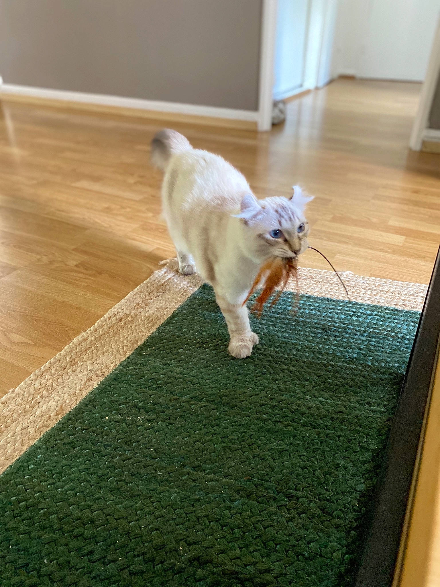 Peach participe au concours pour gagner de l'argent avec cette photo : canidae, carnivore, carpet, cat, european_shorthair, fawn, felidae, floor, flooring, fur, grass, hardwood, kitten, laminate_flooring, small_to_medium_sized_cats, tail, whiskers, wood, wood_flooring