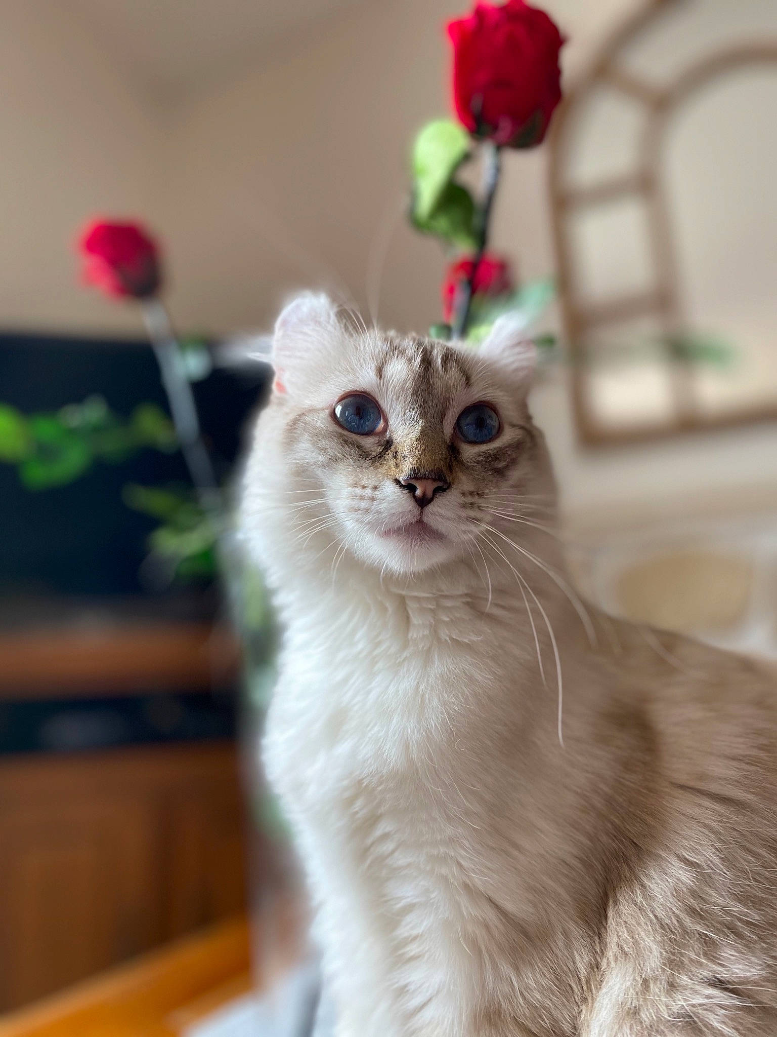 Peach participe au concours pour gagner de l'argent avec cette photo : american_curl, asian, british_semi_longhair, burmilla, carnivore, cat, fawn, felidae, flower, fur, mammal, norwegian_forest_cat, plant, ragdoll, scottish_fold, small_to_medium_sized_cats, turkish_angora, vertebrate, whiskers