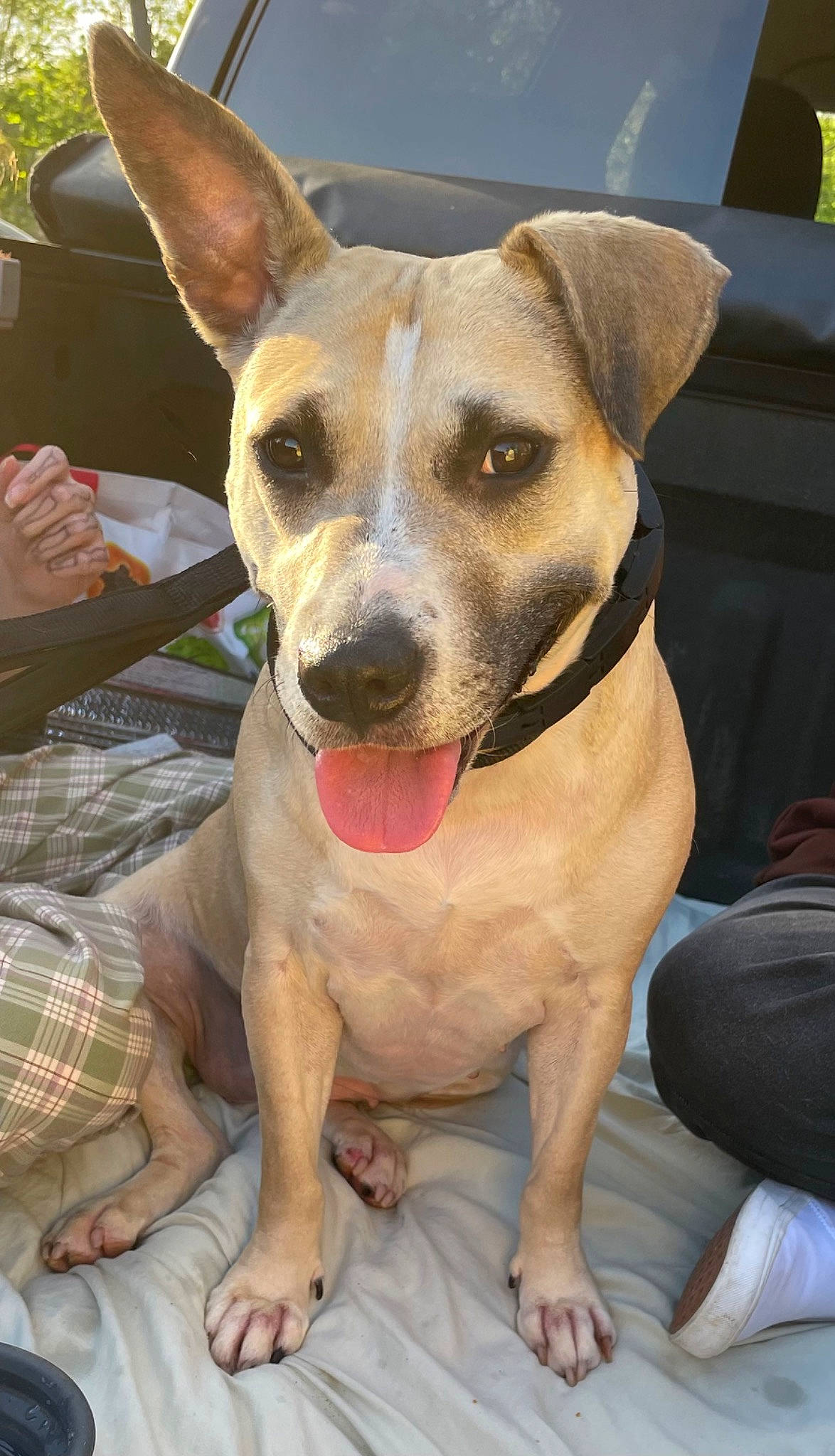 Bella is registered to the contest to win money with this photo: ancient_dog_breeds, canidae, carnivore, collar, companion_dog, dog, dog_breed, dog_collar, ear, fawn, fur, guard_dog, herding_dog, non_sporting_group, snout, sporting_group, street_dog, whiskers, working_animal, working_dog