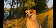 Cookie participe au concours pour gagner de l'argent avec cette photo : dog, outdoor, grass, trees, sunlight, animal, pet, nature, happy, tongue_out, collar, leash, summer, daylight, canine, portrait, brown_and_white, blurred_background, water, sunset
