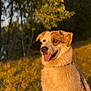 dog, outdoor, grass, trees, sunlight, animal, pet, nature, happy, tongue_out, collar, leash, summer, daylight, canine, portrait, brown_and_white, blurred_background, water, sunset