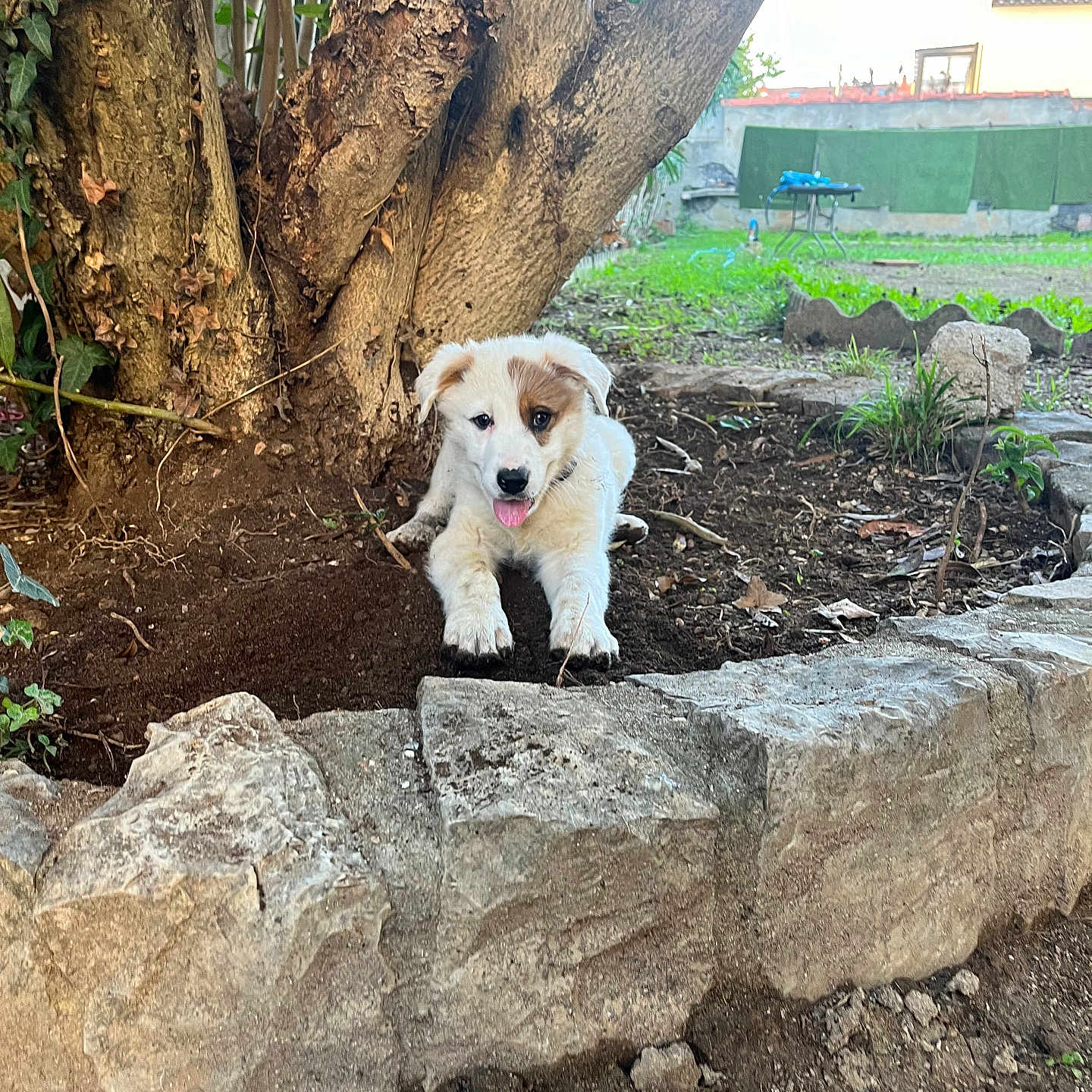 Cookie participe au concours pour gagner de l'argent avec cette photo : animal, brown_spot, dirt, dog, garden, grass, greenery, house, nature, outdoor, pet, playful, puppy, resting, stone, sunlight, tongue_out, tree, yard, young_dog