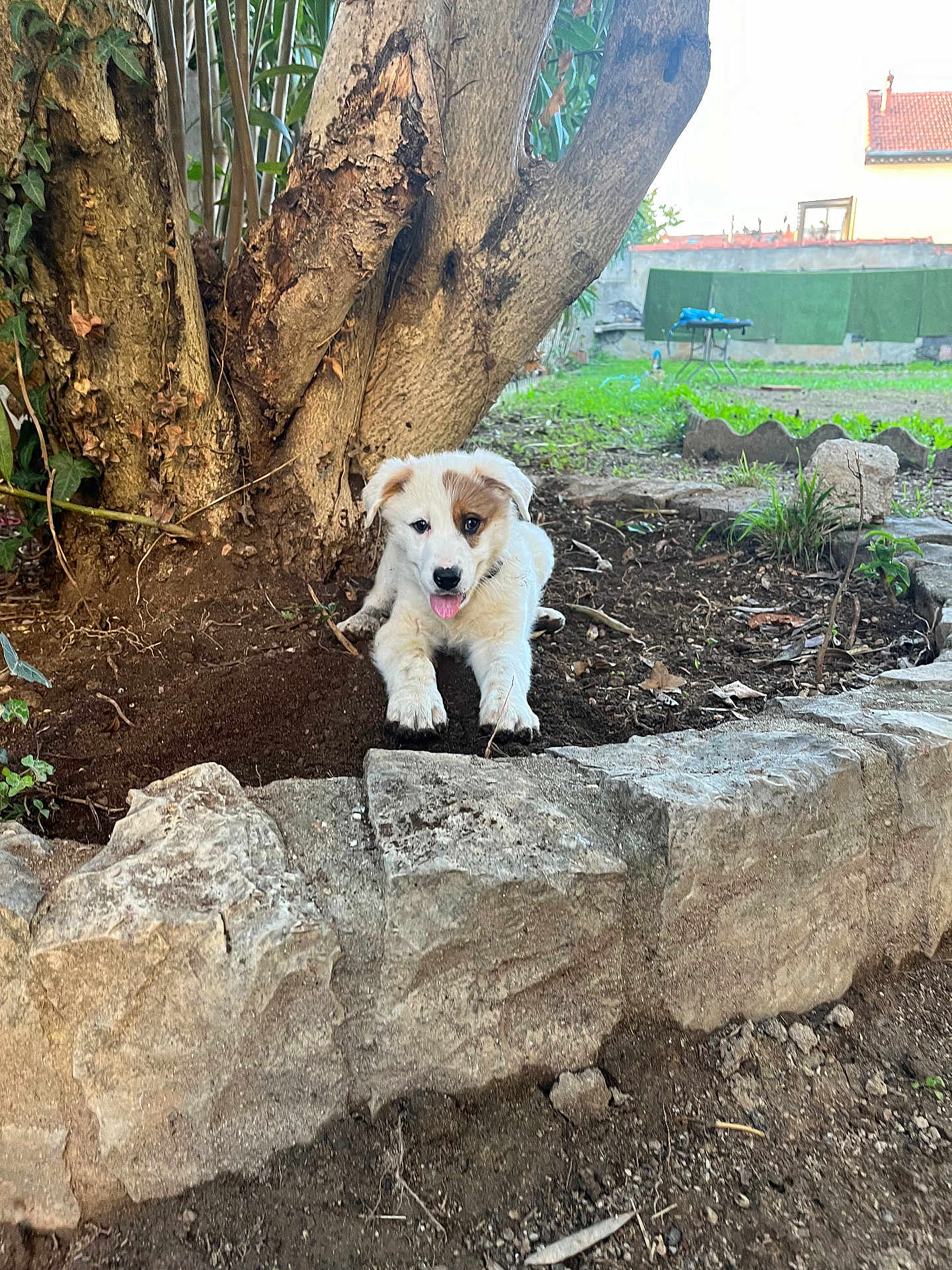 Cookie participe au concours pour gagner de l'argent avec cette photo : puppy, dog, tree, garden, dirt, stone, outdoor, greenery, grass, house, playful, tongue_out, young_dog, nature, pet, animal, brown_spot, resting, sunlight, yard