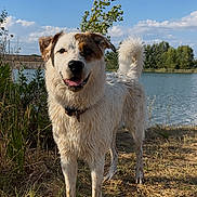 Cookie a rejoint le concours — aidez-le/la à gagner de superbes lots ! dog, outdoor, lake, grass, water, sky, happy, pet, animal, nature, summer, canine, fur, collar, tongue, daytime, sunlight, tree, smiling, muddy