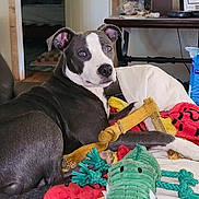 Babygirl is registered to the contest to win money with this photo: dog, indoor, blanket, couch, plush_toy, relaxed, pet, fur, animal, looking_back, cozy, living_room, colorful, toy, laying, ears, face, snout, paw, domestic
