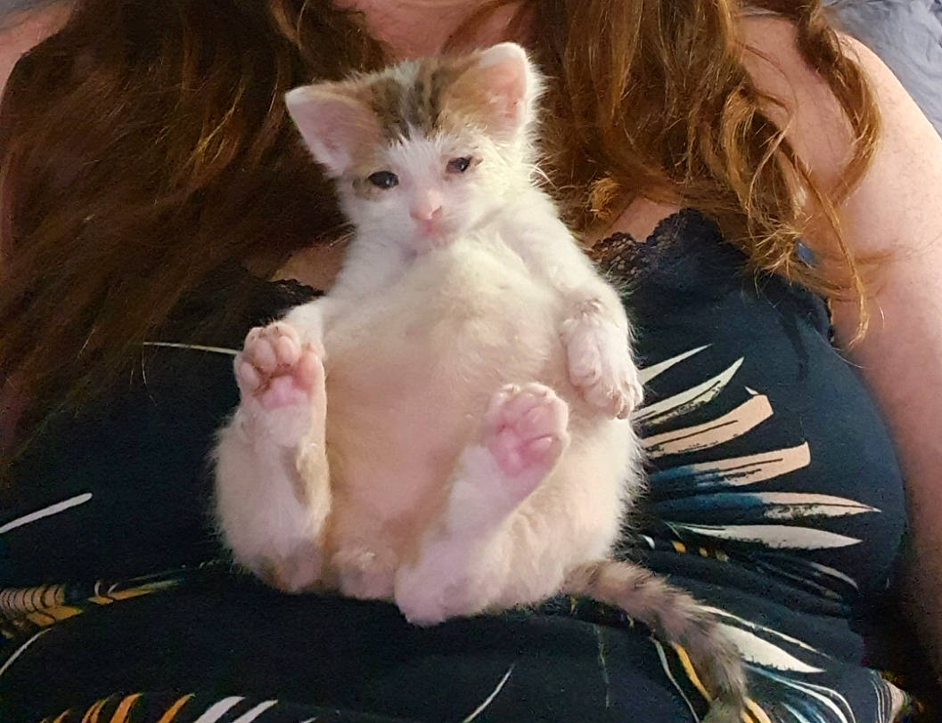 Newton participe au concours pour gagner de l'argent avec cette photo : carnivore, cat, claw, domestic_short_haired_cat, ear, eye, fawn, felidae, foot, fur, gesture, hair, lap, paw, plant, sitting, small_to_medium_sized_cats, snout, tail, whiskers