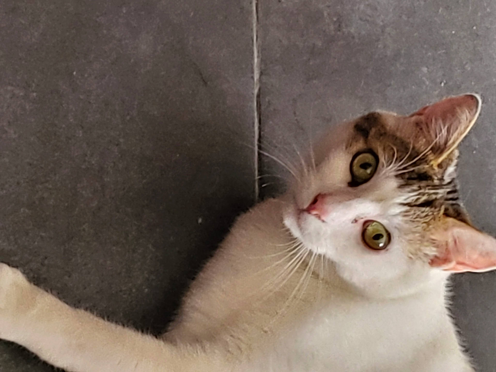 Newton a rejoint le concours — aidez-le/la à gagner de superbes lots ! carnivore, cat, domestic_short_haired_cat, ear, felidae, fur, paw, small_to_medium_sized_cats, snout, tail, terrestrial_animal, whiskers