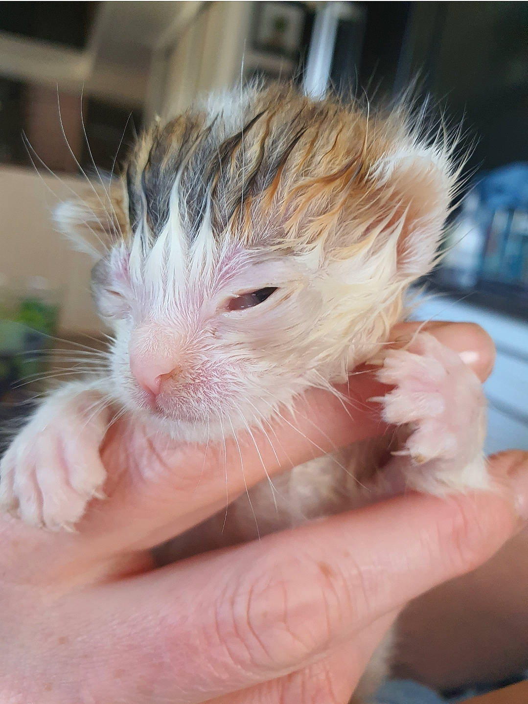 Newton participe au concours pour gagner de l'argent avec cette photo : carnivore, cat, claw, ear, eye, fawn, felidae, finger, flesh, fur, hand, mouse, muroidea, nail, rodent, small_to_medium_sized_cats, snout, terrestrial_animal, thumb, whiskers