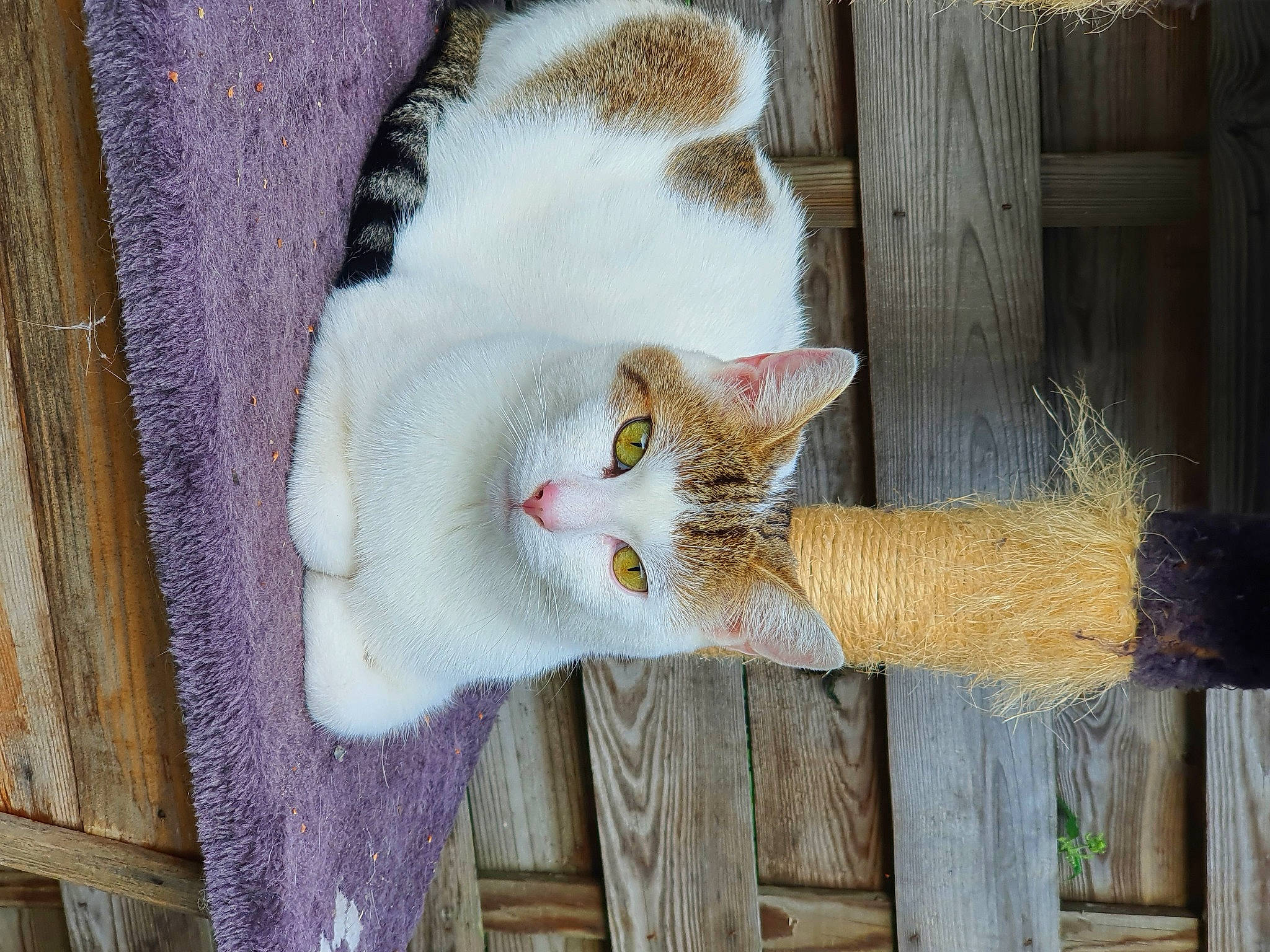 Newton a rejoint le concours — aidez-le/la à gagner de superbes lots ! carnivore, cat, curtain, domestic_short_haired_cat, door, fawn, felidae, fur, paw, small_to_medium_sized_cats, snout, tail, twig, whiskers, window, wood