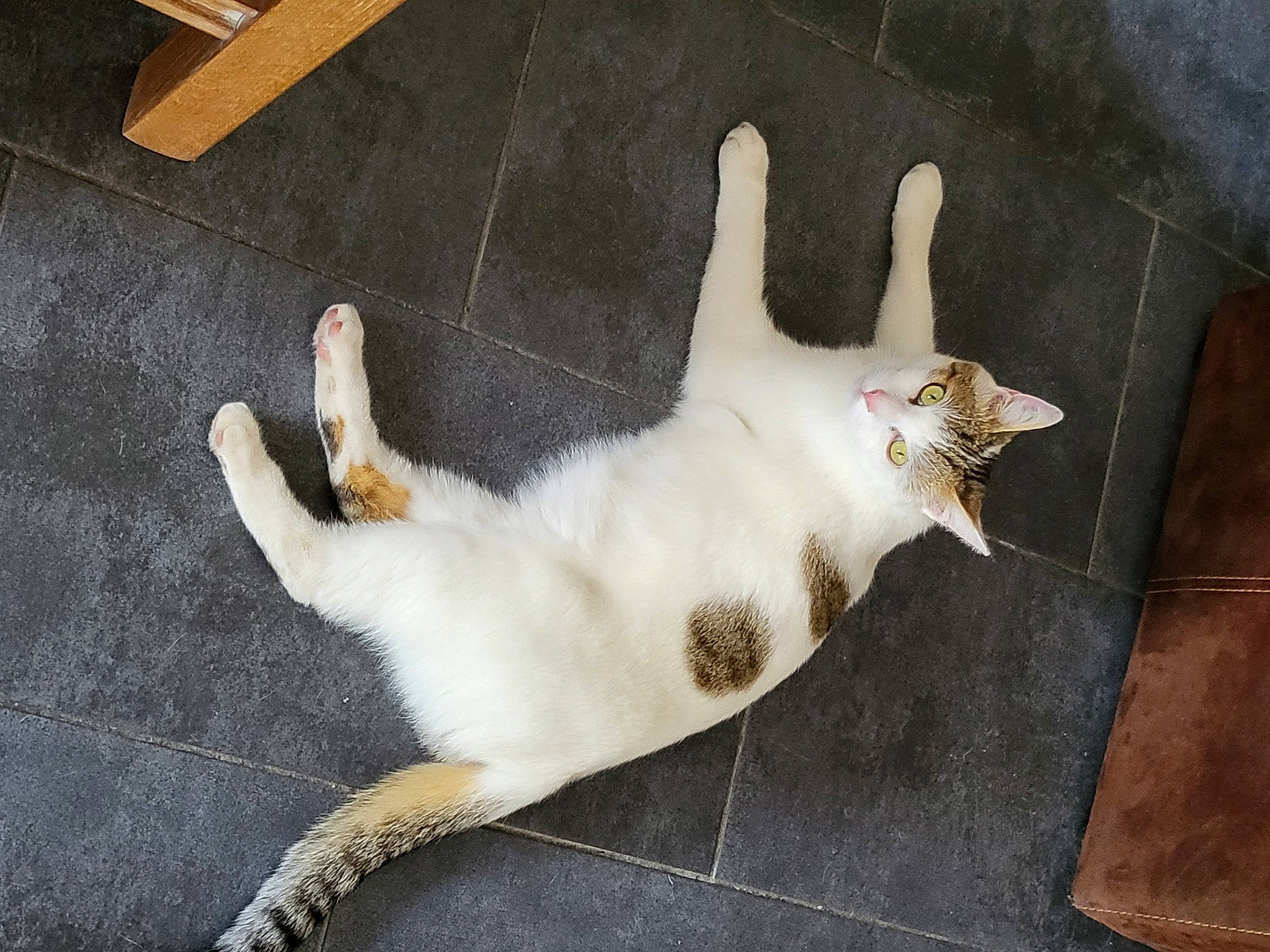 Newton a rejoint le concours — aidez-le/la à gagner de superbes lots ! carnivore, cat, claw, domestic_short_haired_cat, fawn, felidae, flooring, fur, hardwood, linens, paw, small_to_medium_sized_cats, snout, tail, whiskers, wood