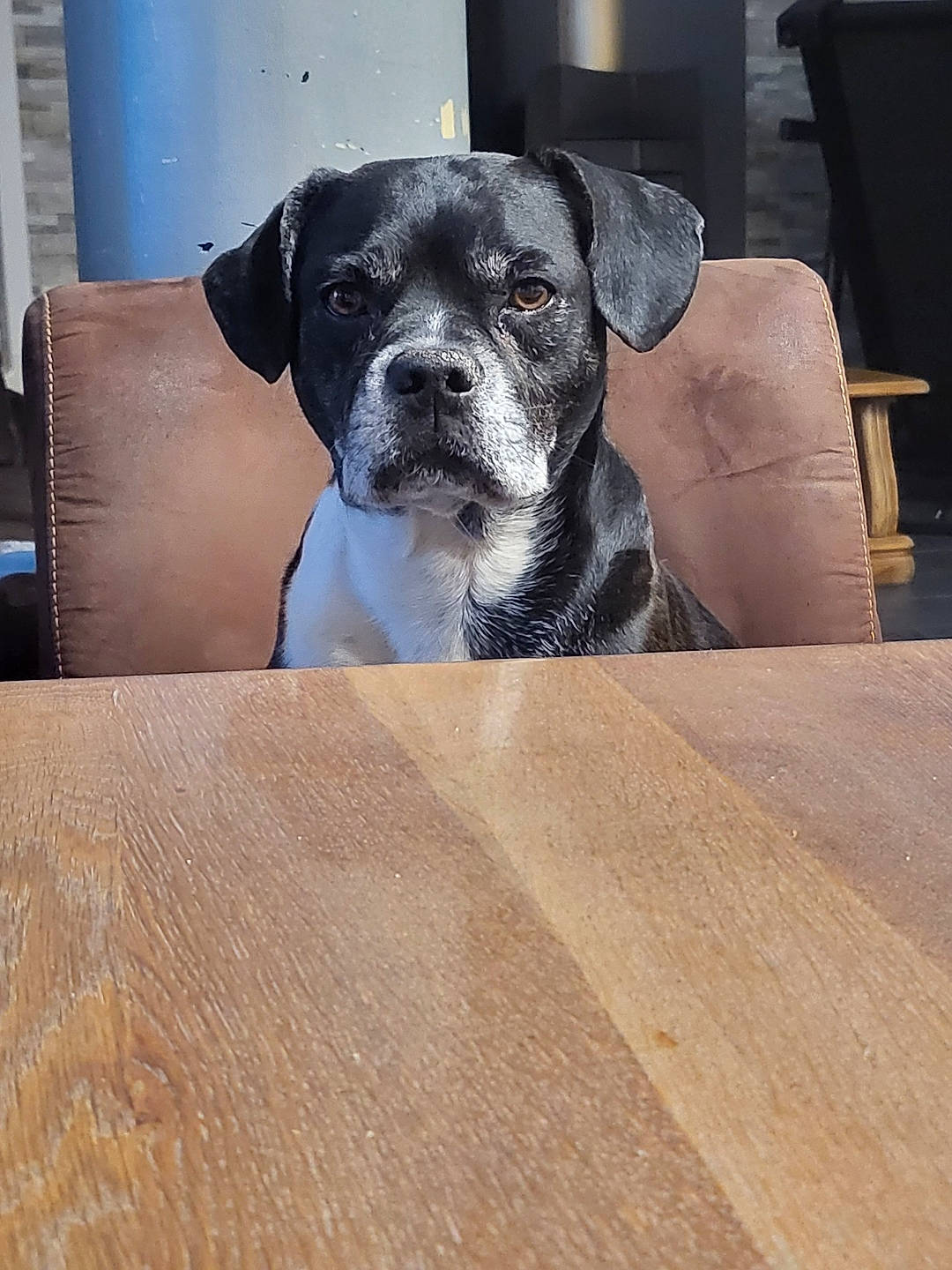 Ioda participe au concours pour gagner de l'argent avec cette photo : carnivore, chair, comfort, companion_dog, dog, dog_breed, fawn, floor, flooring, grey, hardwood, laminate_flooring, pet_supply, snout, sporting_group, whiskers, wood, wood_flooring, wood_stain, working_animal