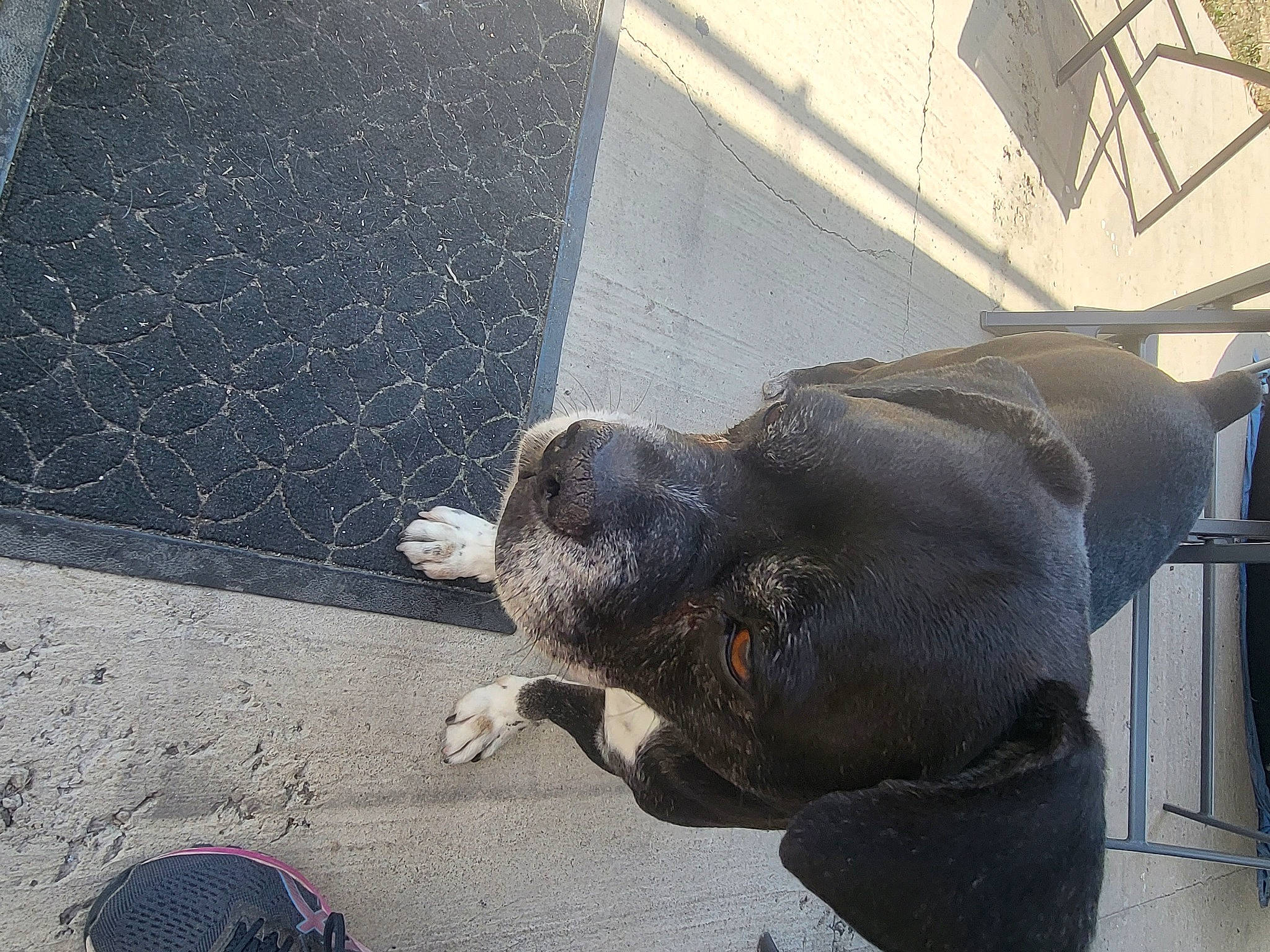 Ioda participe au concours pour gagner de l'argent avec cette photo : art, asphalt, automotive_tire, concrete, grey, marine_mammal, metal, road_surface, sculpture, shadow, sidewalk, snout, tail, tar, terrestrial_animal, wildlife, working_animal