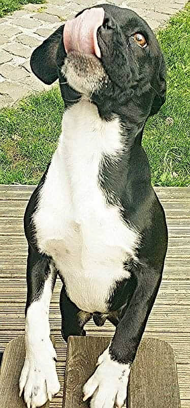 Ioda a rejoint le concours — aidez-le/la à gagner de superbes lots ! canidae, carnivore, collar, comfort, companion_dog, dog_breed, fawn, grass, head, human_body, human_leg, livestock, plant, snout, sporting_group, tail, terrestrial_animal, trunk, whiskers, working_animal