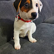 Shiva participe au concours pour gagner de l'argent avec cette photo : puppy, dog, pet, couch, indoor, collar, orange_collar, white_fur, black_fur, brown_fur, small_dog, cute, sitting, young, domestic_animal, animal, fur, canine, alert, face