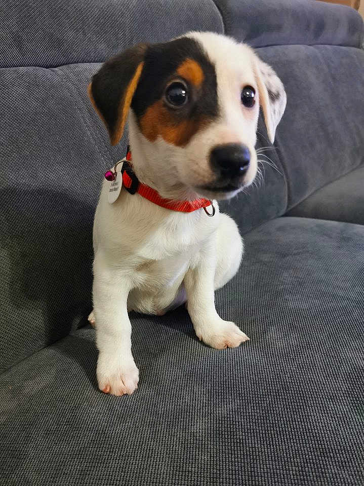 Shiva participe au concours pour gagner de l'argent avec cette photo : puppy, dog, pet, couch, indoor, collar, orange_collar, white_fur, black_fur, brown_fur, small_dog, cute, sitting, young, domestic_animal, animal, fur, canine, alert, face